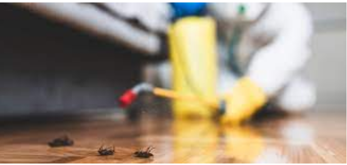 Pest Problems? Exterminators Have Your Back