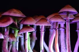 Virtual Wellness: The Role of Online Magic Mushroom Buying in Modern Society